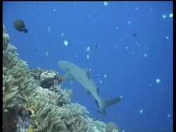Whitetip shark, swimming, Malaysia Stock Footage