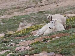 MS PAN Shot of Mountain goat (Oreamnos americanus) kid playing and jumping on nanny on tundra / Idaho springs, Colorado, United States Stock Footage