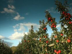 Red apples still hanging in the tree Stock Footage