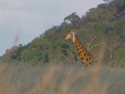 WS R/F View of Giraffe in bush to grass, Entabeni Game Reserve / Limpopo, South Africa Stock Footage