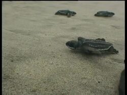 Baby Leatherback turtles (Dermochelys coriacea) crawlnig to the sea on sand, Papua New Guinea Stock Footage