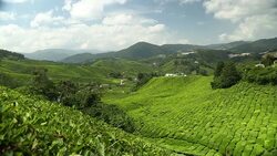 Tea plantation in Cameron Highlands Pahang Stock Footage