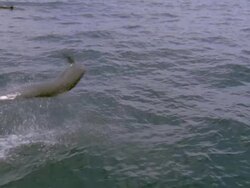 MS Dolphine jumping out of ocean for breathing / Guanacaste, Costa Rica Stock Footage