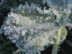 ice on plant thawing turning into water drops, timelapse Stock Footage