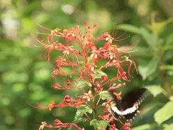 Butterfly. Stock Footage