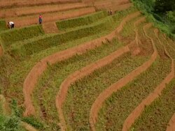 terraced rice field in Mu Chang Chai, Vietnam Stock Footage