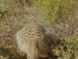 Meerkat (Suricata suricatta) at burrow, digging, Namaqualand, South Africa Stock Footage