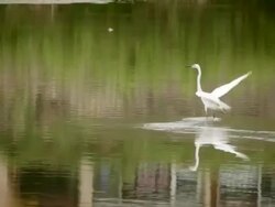 View of hunting white heron at the river Stock Footage