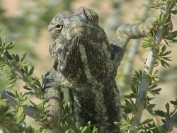 Chamaeleon 2 Stock Footage