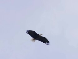 MS TS Bald Eagle gliding overhead / Boise, Idaho, United States Stock Footage