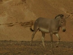 African Wild Ass (Equus africanus) Stock Footage