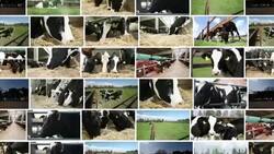 Cow farm. Video Wall. Stock Footage
