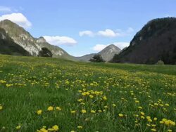 HD TIME-LAPSE: Meadow in spring time Stock Footage