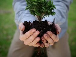 Hand holding a plant Stock Footage