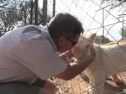 South Africa's Unique White Lion Conservation Proj Stock Footage