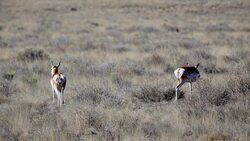 Feeding antelopes Stock Footage