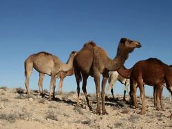 camels in the desert Stock Footage