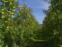 Ripe Apples in a Plantation PAN Stock Footage