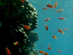 MS Coral reef with shoals of orange anthias and white and black white tailed butterfish / Egypt Stock Footage