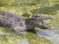 crocodile relaxing and  walking Stock Footage