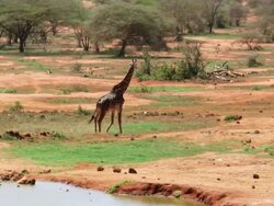 MS TS Giraffe walking along African landscape with zebras in background / Serengeti, Kenya  Stock Footage
