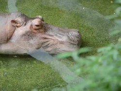 hippopotamus take a nap Stock Footage