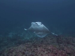 Manta Rays (Manta birostris) at cleaning station, being cleaned by smaller fish, Maldives Stock Footage