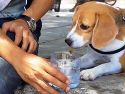 Dog drinking water Stock Footage