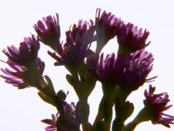 CU Shot of Pink veggie flowers silhouetted behind afternoon sunlight / Namaqualand, Northern Cape, South Africa Stock Footage