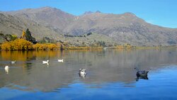 Lake Wanaka and Hayes in Autumn Stock Footage