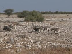 Burchell's Zebra (Equus quagga burchellii), Etosha National Park, Namibia Stock Footage