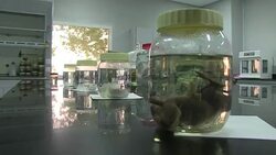 CLEAN : Qatars prized racing camels bred for success News Clip