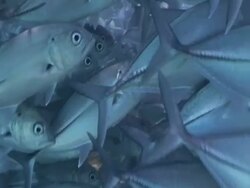 School of Big Eye Jacks (Caranx sexfasciatus) close up, Maldives Stock Footage