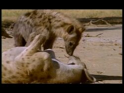 CU Spotted Hyena (Crocuta crocuta) sleeping on back, youngster licking muzzle, Botswana Stock Footage