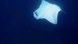 Foraging Manta Ray ram feeding on Maldives Stock Footage