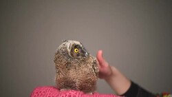 owlet on a gray background Stock Footage