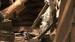 Wolf cubs Stock Footage