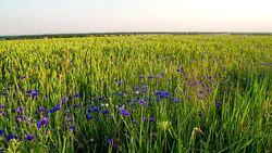 WS DS Cornflowers In The Wheat Stock Footage