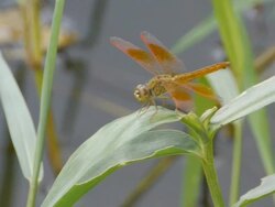 Dragonfly Stock Footage
