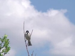 Reed Bunting (Emberiza schoeniclus) HD 1080 Stock Footage