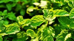 Field of Mint Leafs Stock Footage