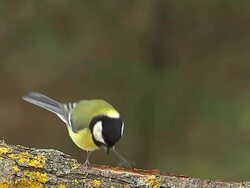 MS SLO MO Shot of parus major flapping Wings and Taking off from Branch / Calvados, Normandy, France Stock Footage