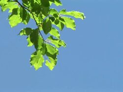 HD: Green branch Stock Footage