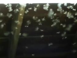 Insects (Mayfly) : HD Stock Footage