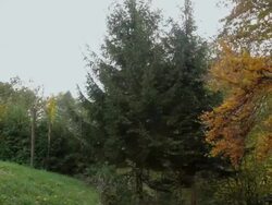Autumn in nature Stock Footage