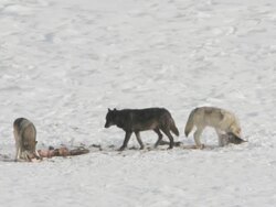 MS Three grey wolves chewing frozen meat / Yellowstone National Park, Wyoming, United States Stock Footage