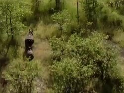 AERIAL WS POV View of rhinos running / Save Valley, Southern Zimbabwe, Zimbabwe Stock Footage