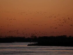 HD video Platte River sunset over thousands sandhill cranes Nebraska Stock Footage