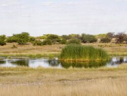 WS Pond In Namibian Savannah Stock Footage
