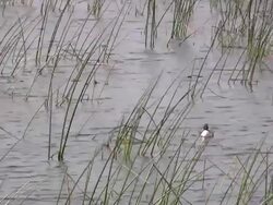 Merganser in the Reeds Stock Footage